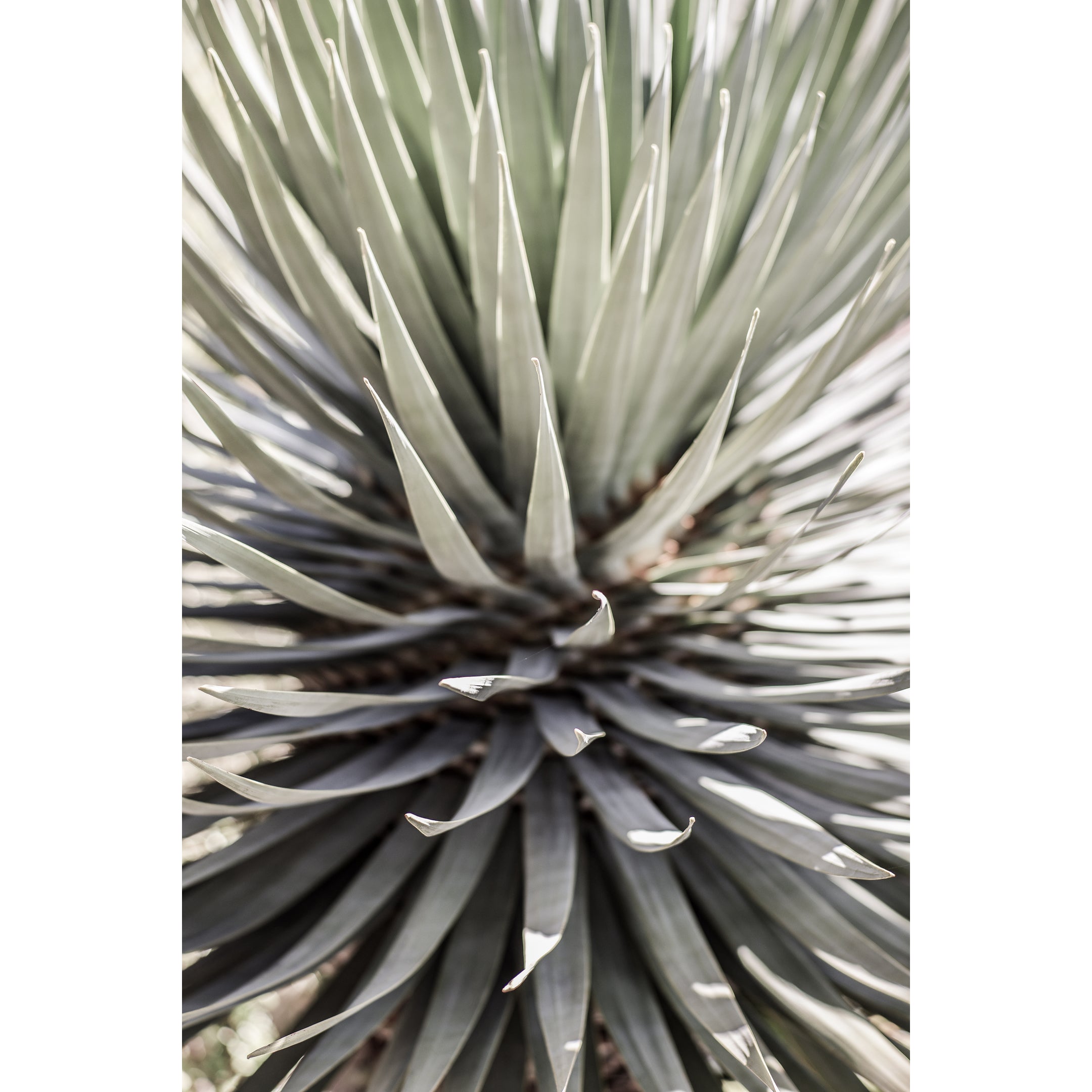 Desert Cacti Print
