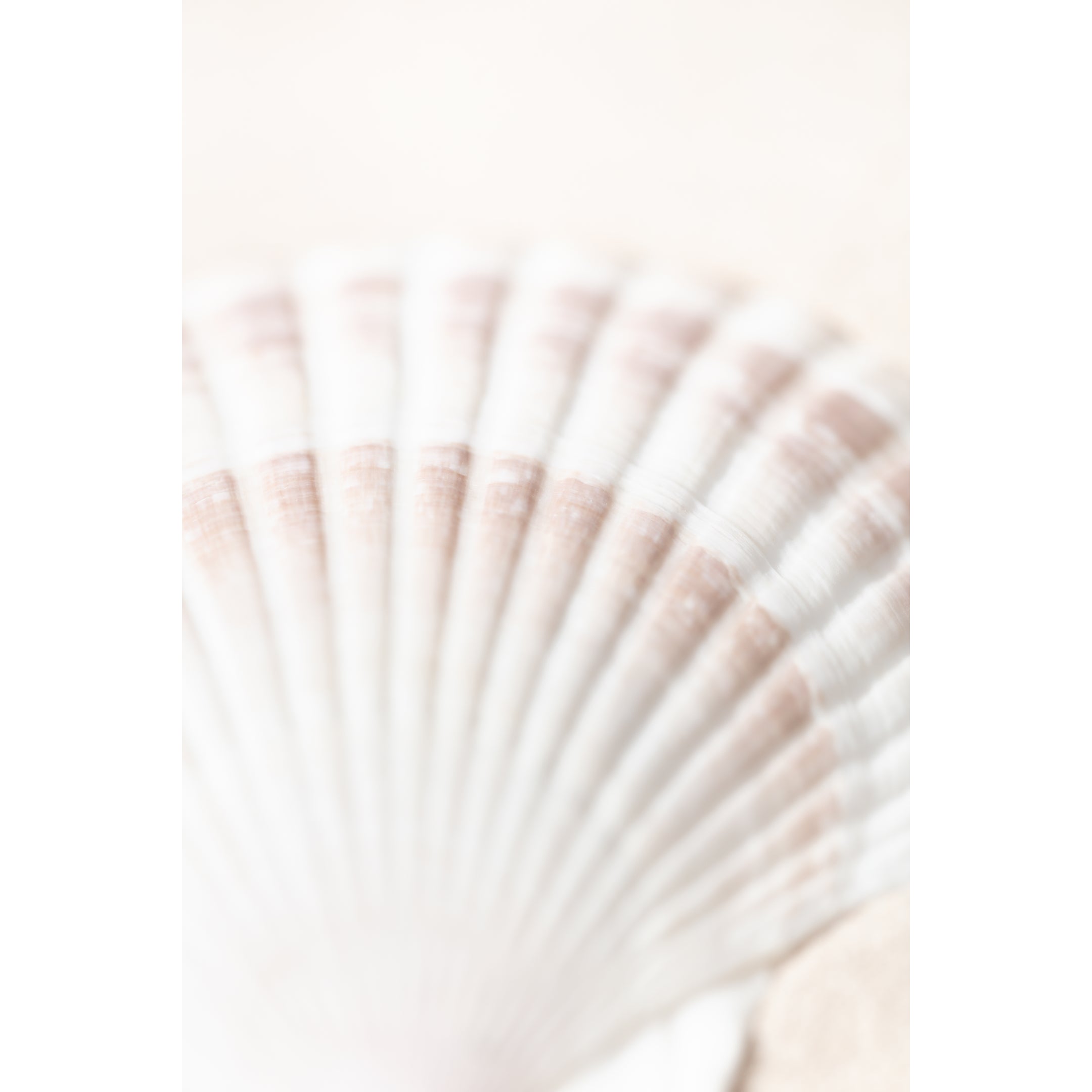 Shell Print